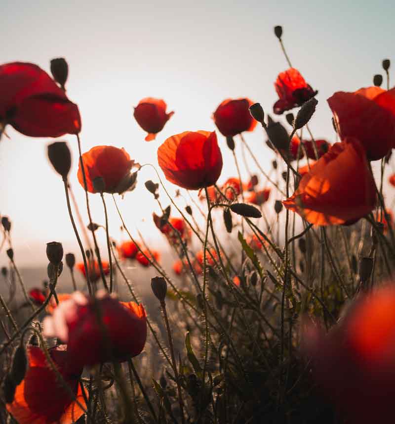 Esprit Feng Shui par les fleurs et la couleur rouge, harmonie des couleurs