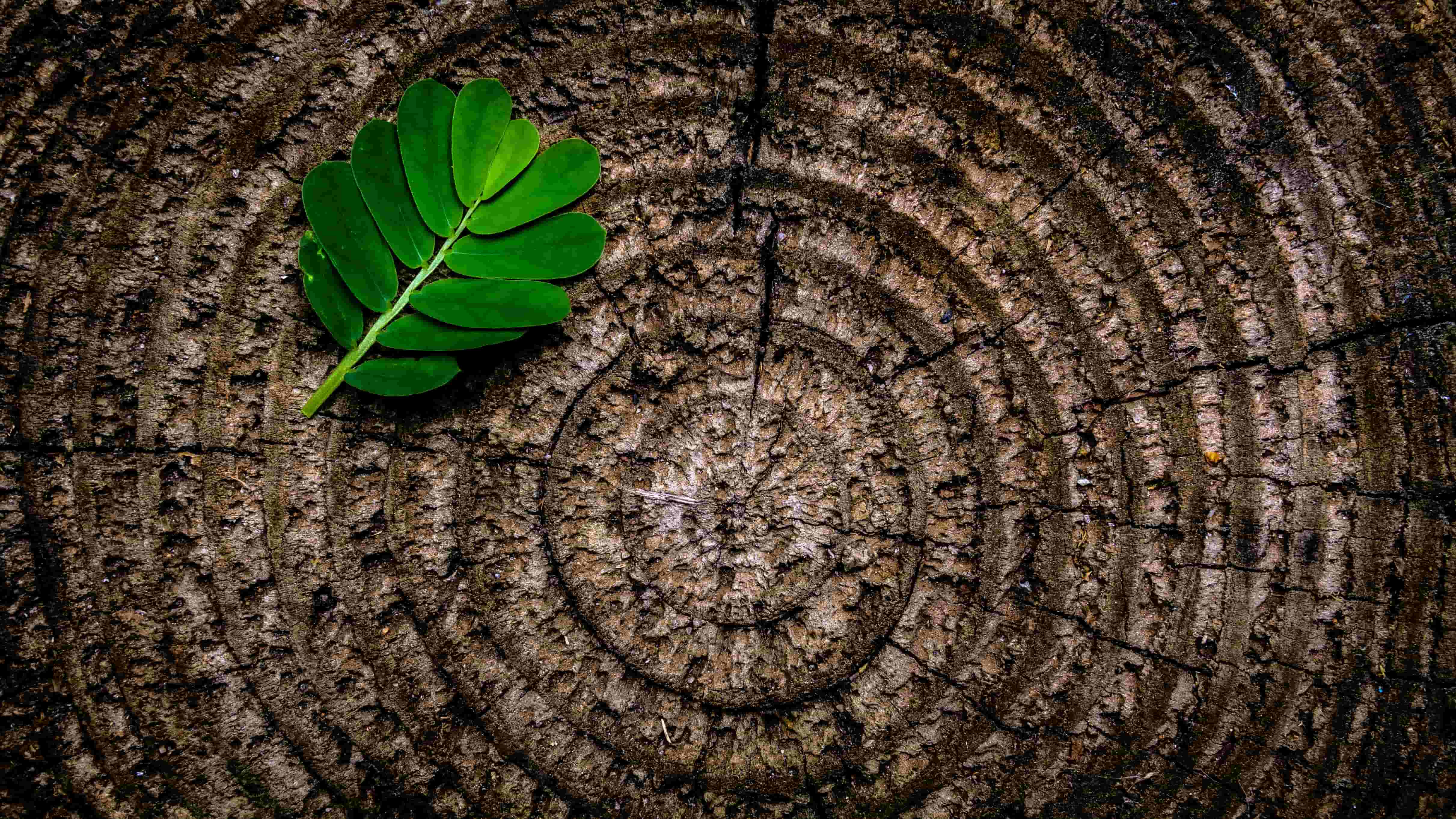 Sol de terre avec feuille feng shui